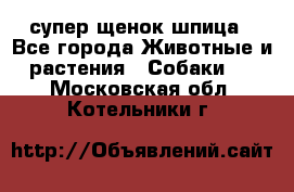 супер щенок шпица - Все города Животные и растения » Собаки   . Московская обл.,Котельники г.